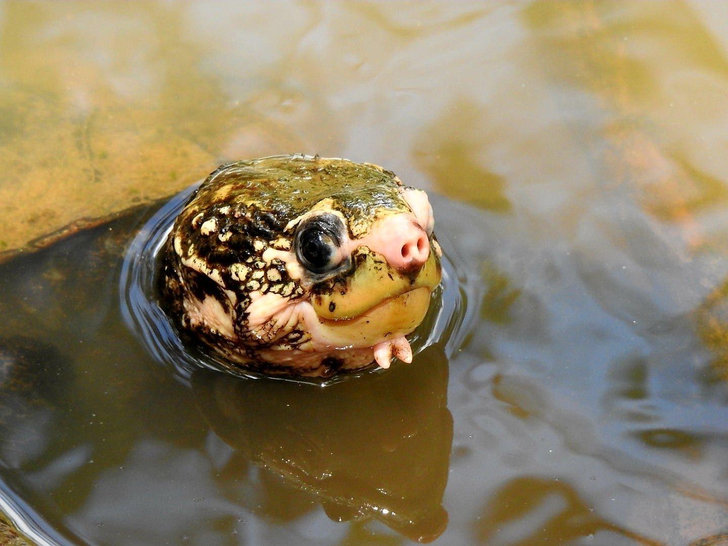 Dolphins, giant burrowing frogs and turtle named after Steve Irwin join ...