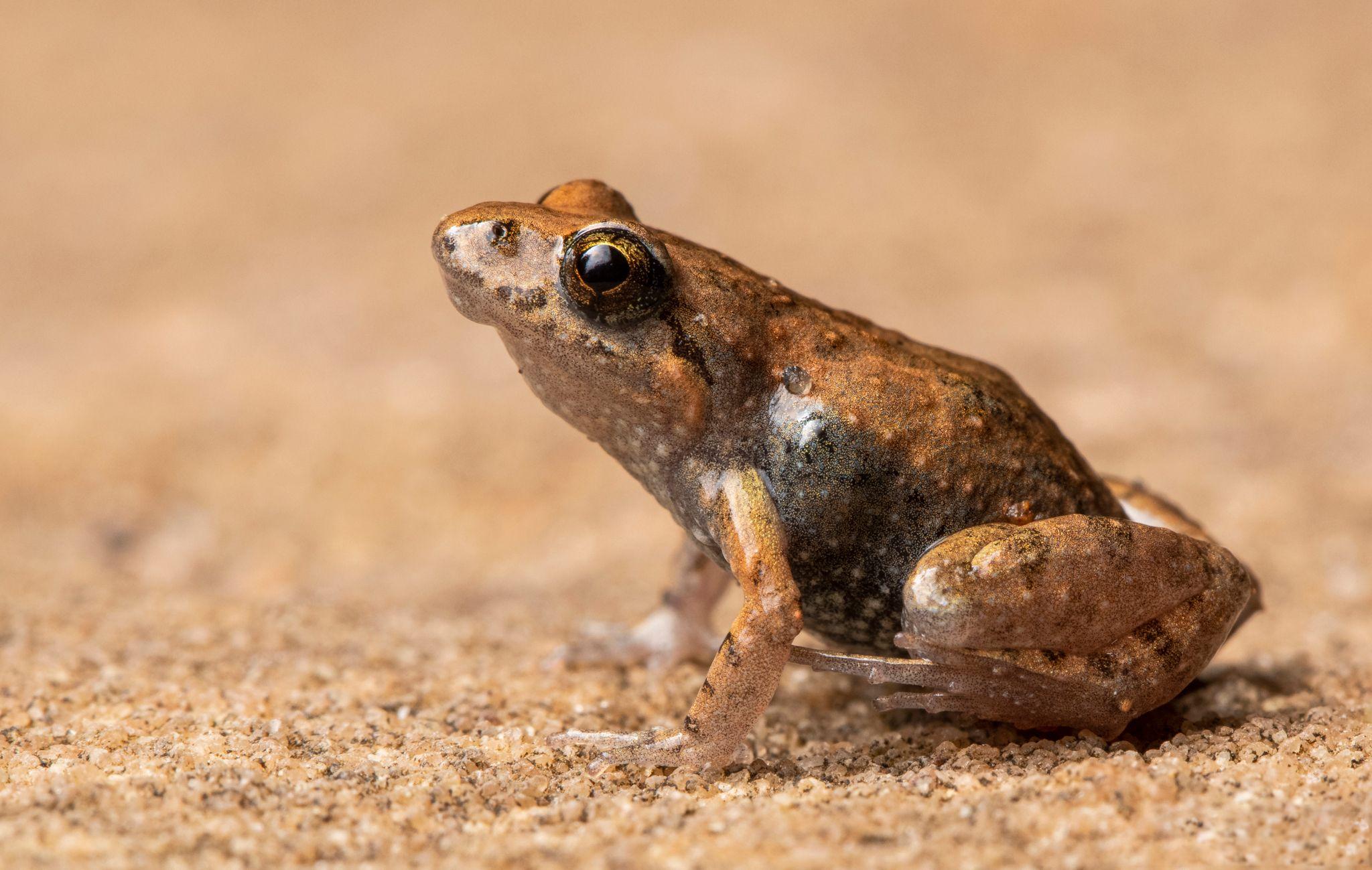 Our Threatened Species List Has Major Gaps Biodiversity Council Calls our-threatened-species-list-has-major-gaps-biodiversity-council-calls
