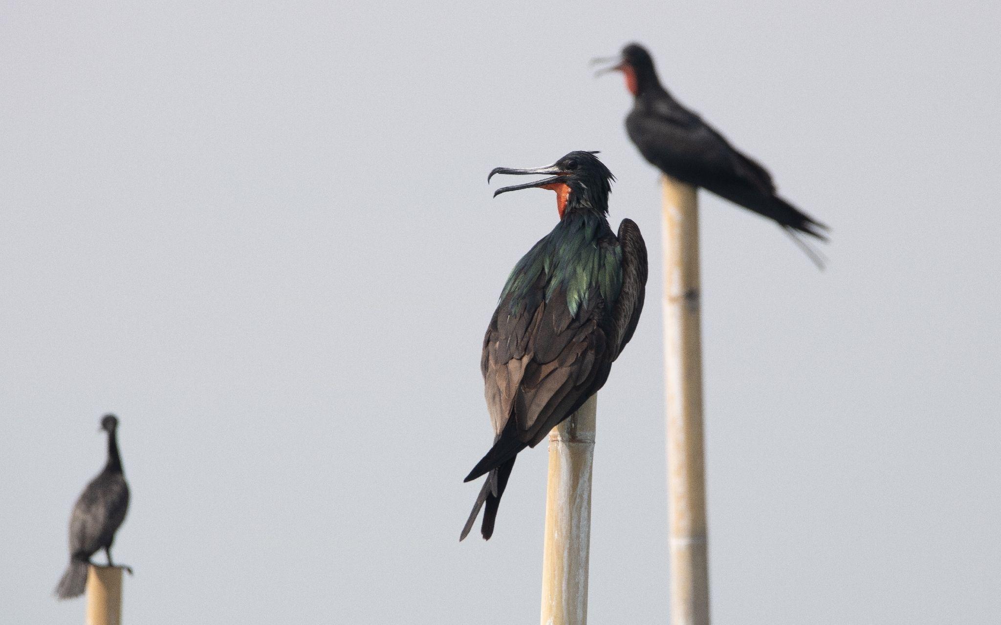 Australian Native Raptors $200 million rapid-response action plan to protect Australian wildlife ...