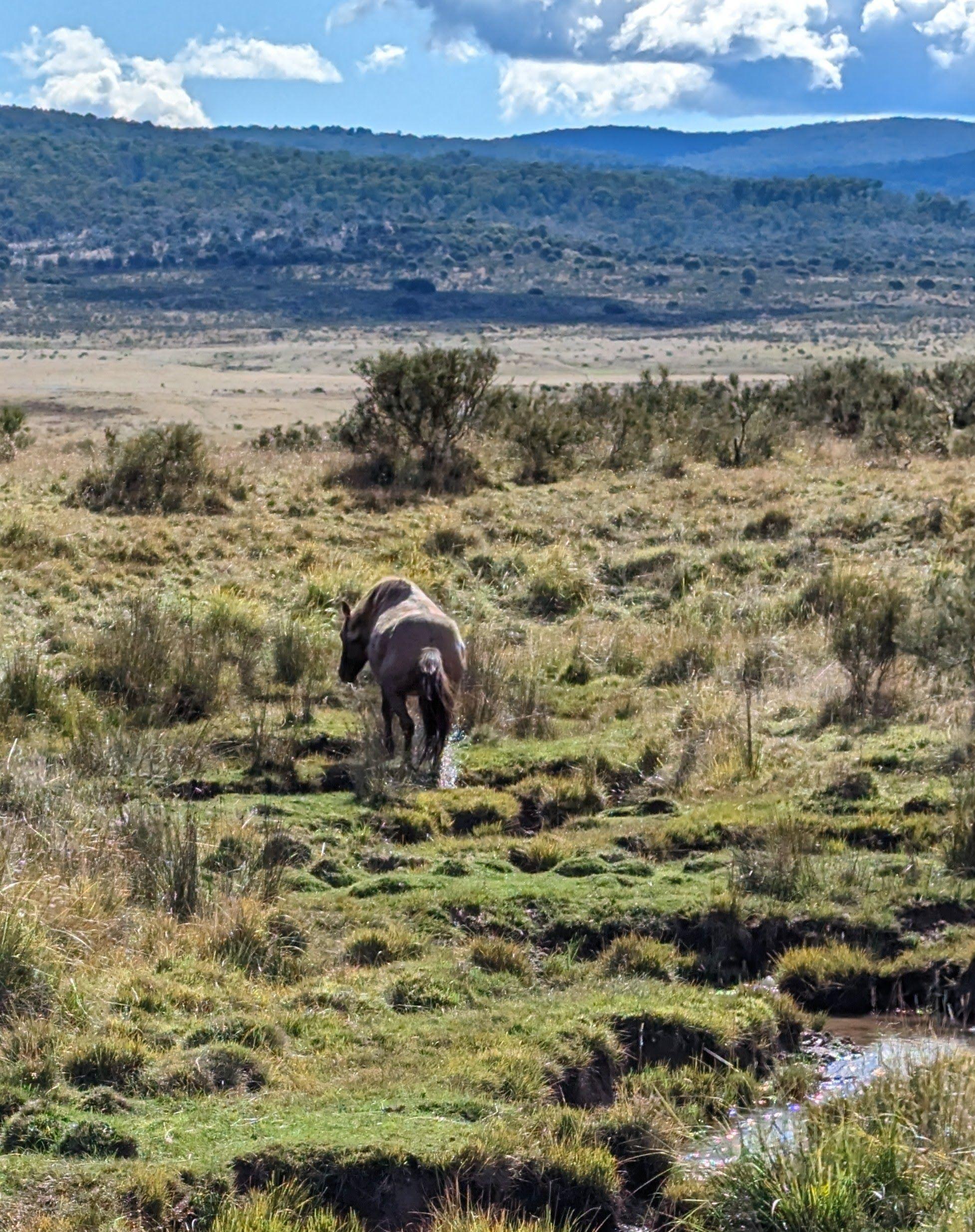 Horse Exploding Aerial culling the only humane and feasible option to manage exploding ...