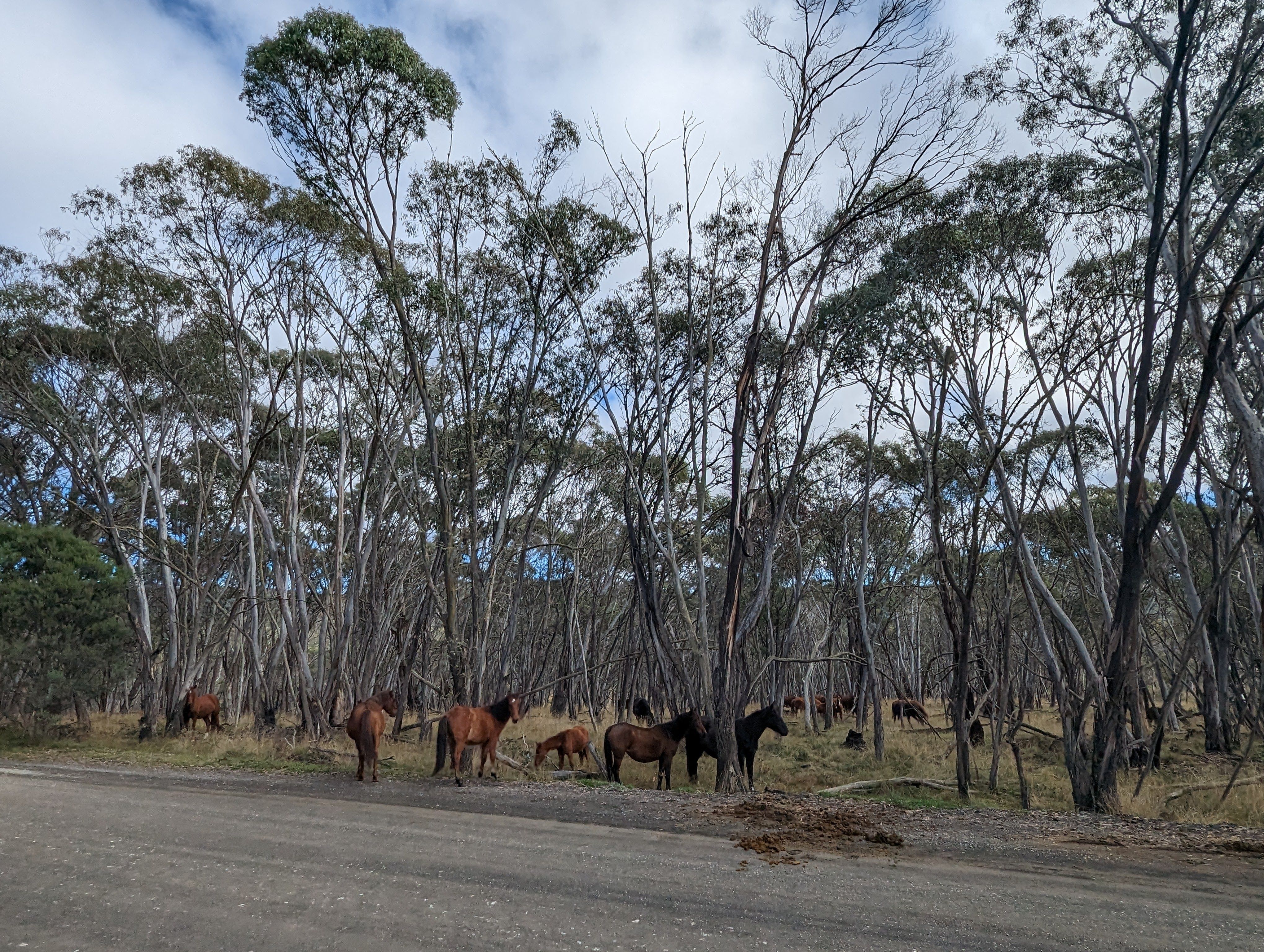 Aerial culling the only humane and feasible option to manage exploding ...