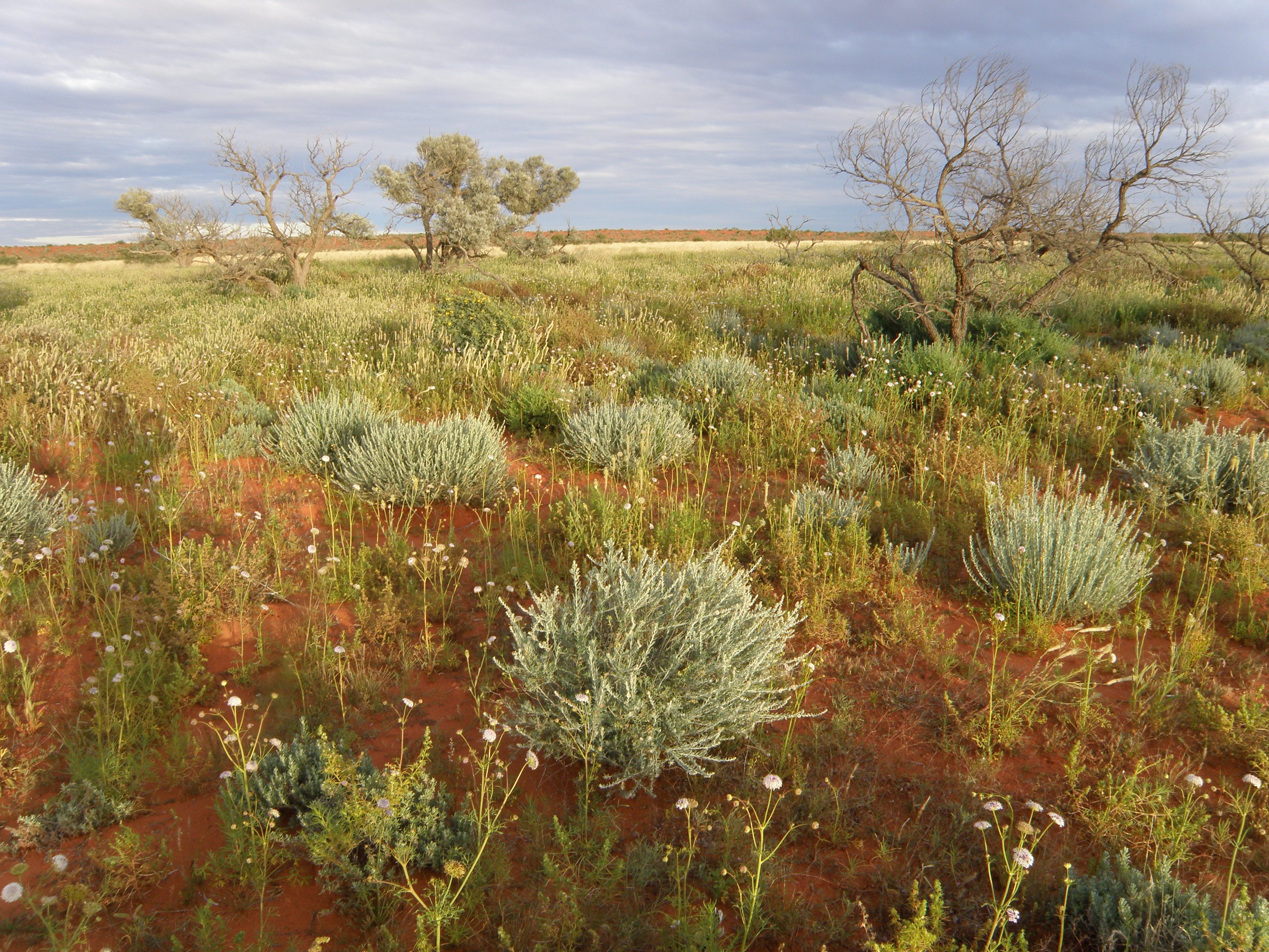 Rare Australian plants with 'invisible' life stages evade detection |  Biodiversity Council Australia