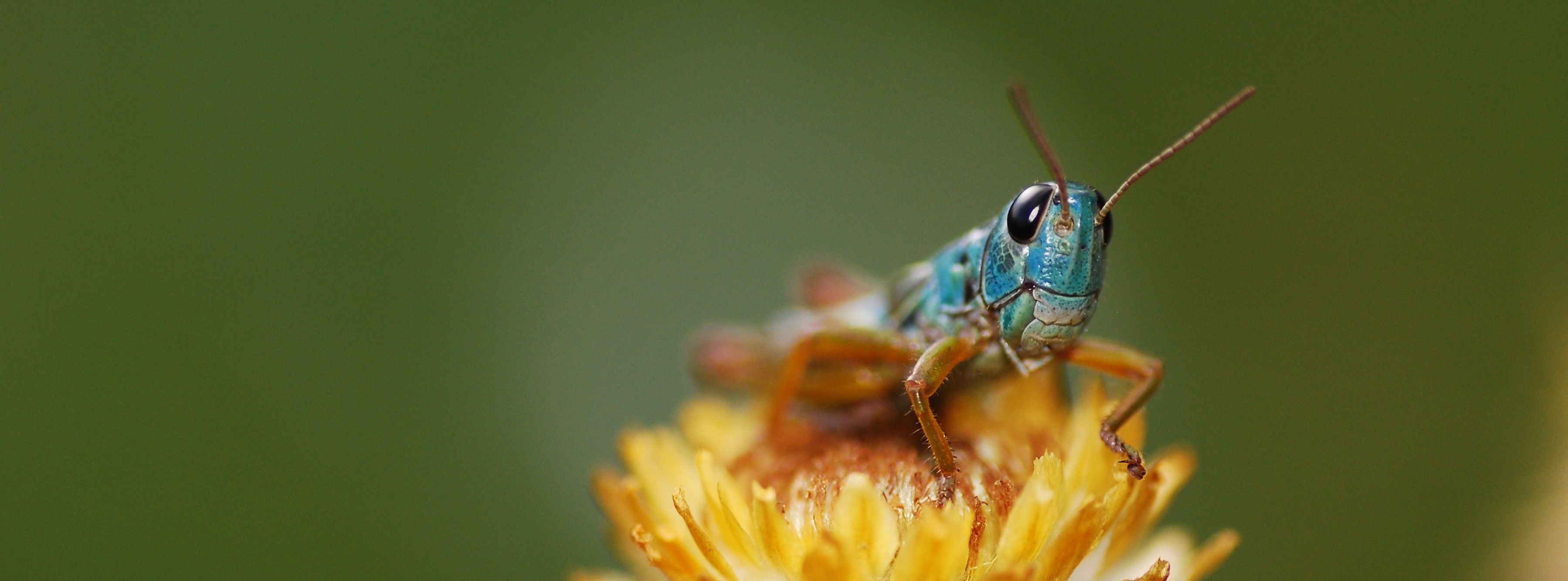 Experts call for action to save Australia’s unique alpine invertebrates ...