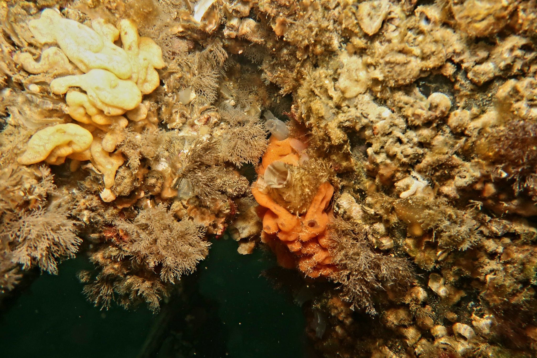 Submission on the proposed South Coast Marine Park Indicative ...