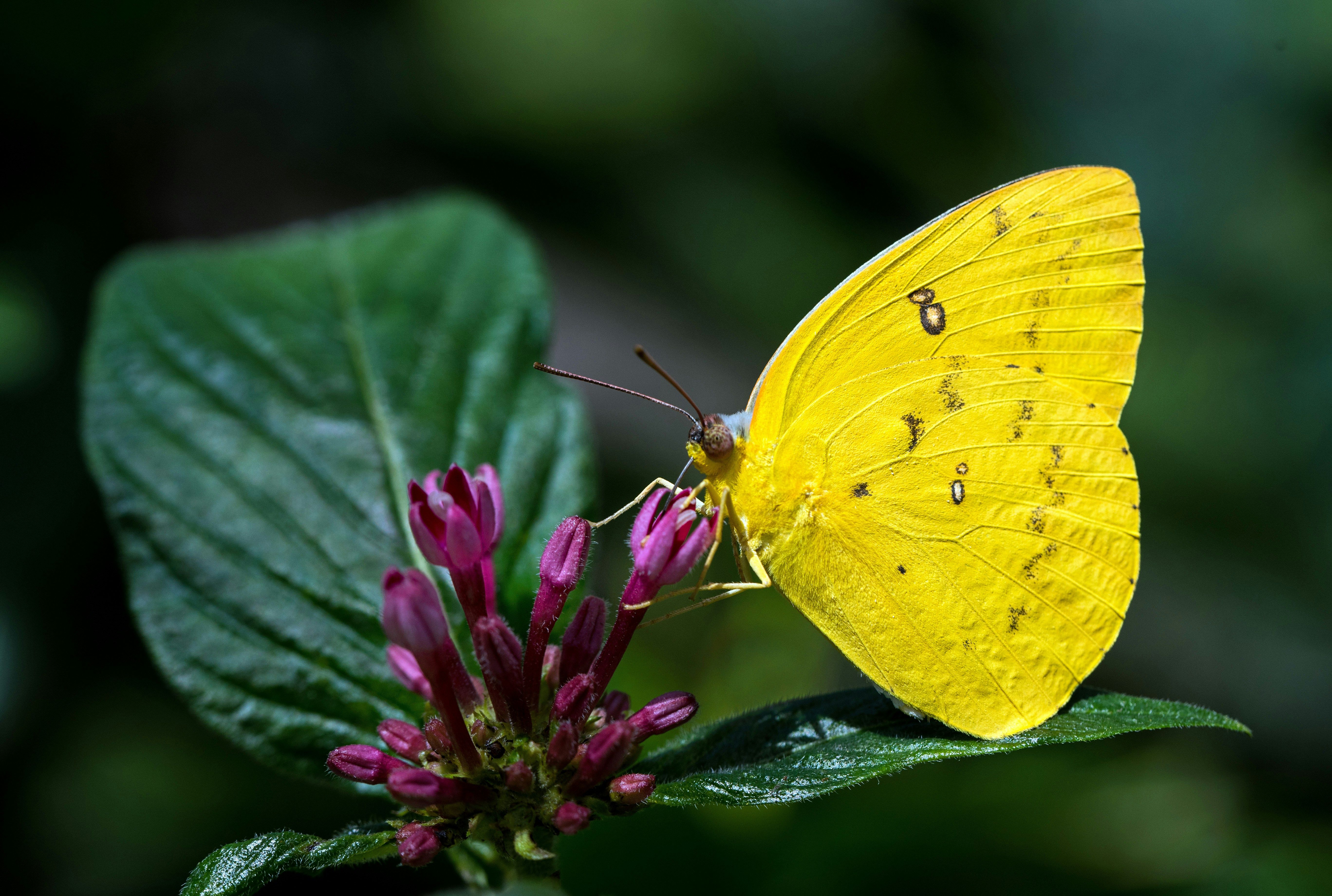 From frog saunas to butterfly puddles: 8 ways to turn your homes into a wildlife refuge